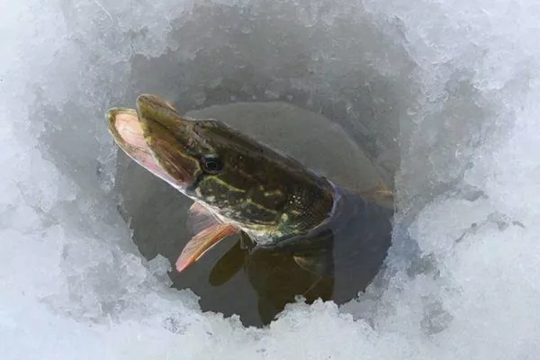 Як зимують риби