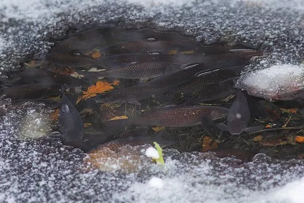 Риби у ставку взимку