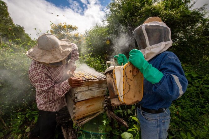 Для того, щоб бджоли перестали робити мед і вилетіли з вулика, пасічники викурюють комах