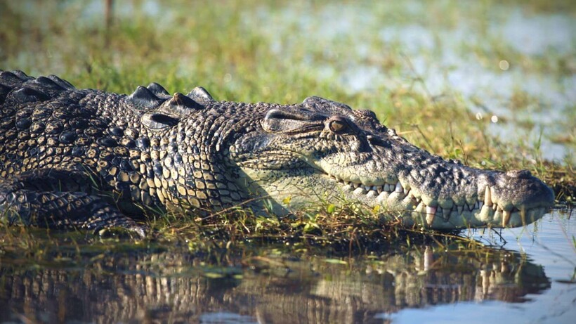 Небезпечний хижак — гребінчастий крокодил