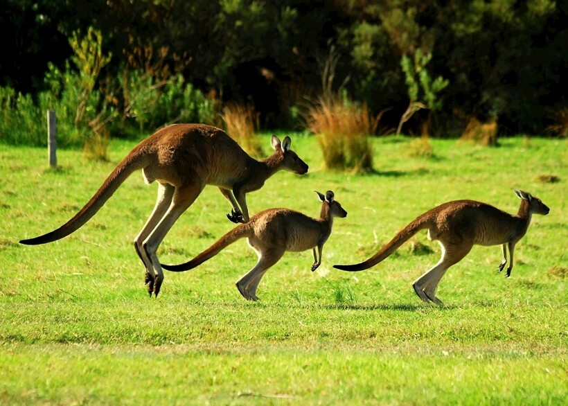 Сімейство кенгуру на лузі