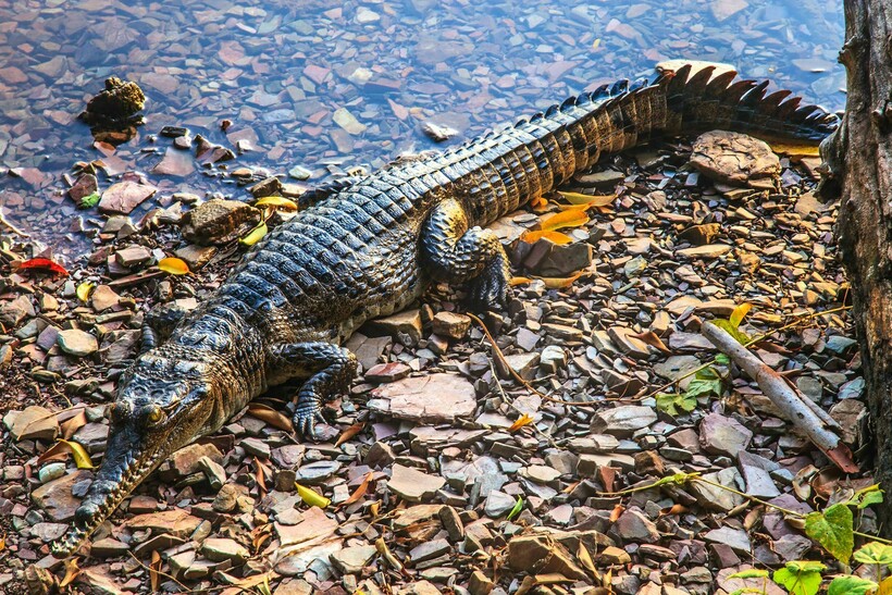Вузький крокодил біля водоймища