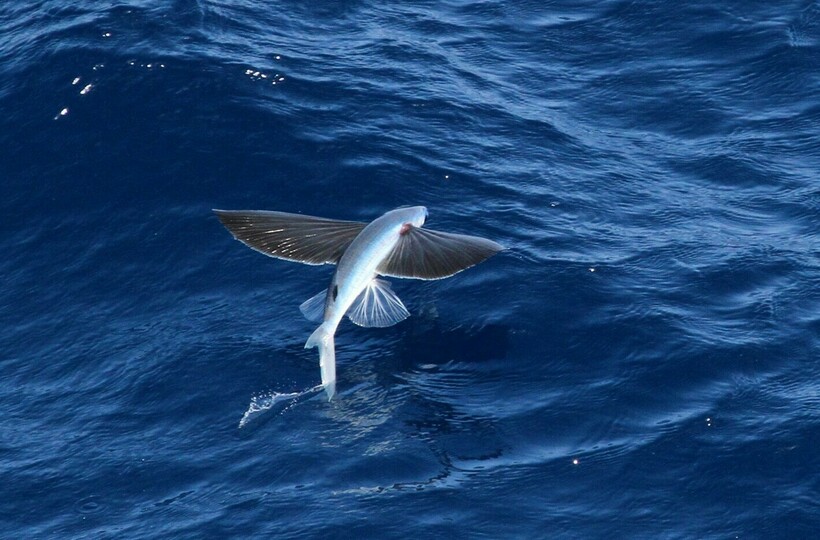 Летюча риба у польоті