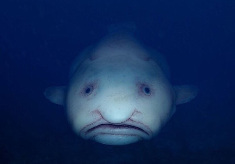 Риба з людським обличчям