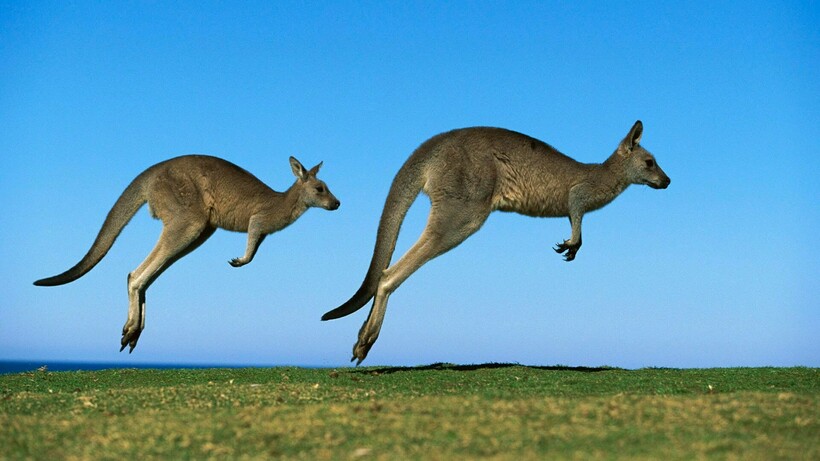 Пара кенгуру в стрибку